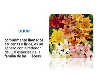 LILIUM
comúnmente llamados
azucenas o lirios, es un
género con alrededor
de 110 especies de la
familia de las liliáceas.
 