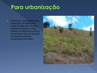 Para urbanizaçãoAs árvores  são abatidas para construção de habitações, zonas de lazer (por exemplo, estâncias de golfe ou caça grossa) ou estâncias turísticas, muitas vezes sem um projecto de impacte ambiental devidamente formulado.