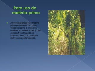   Para uso da matéria-primaA sobre-exploração da matéria-prima proveniente de certas espécies (como é o caso da madeira no pinheiro-bravo), para consecutiva utilização na indústria, é um dos principais motivos da desflorestação.