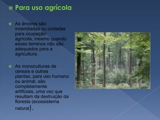 Para uso agrícolaAs árvores são incendiadas ou cortadas para ocupação agrícola, mesmo quando esses terrenos não são adequados para a agricultura.As monoculturas de cereais e outras plantas, para uso humano ou animal, são completamente artificiais, uma vez que resultam da destruição da floresta (ecossistema natural).