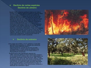 Declínio de certas espécies         Declínio do ulmeiro         Desde 1920, a doença grafiose originou em toda a Europa, um declínio geral da espécie.A doença deve-se a um fungo (ophiostoma ulmi) que obstrui os vasos condutores de água da árvore.Os sintomas externos são murchidão e a perda de ramos e de partes da copa até que toda a árvore morre.O fungo difunde-se através do escaravelho do alburno e é considerado uma das piores espécies invasoras a nível mundial,afectando quer a Europa,quer a América do Norte,quer todos os ulmeiros plantados nos jardins das antigas colónias europeias. Árvore também ornamental, inicialmente usada para arborizar a avenida da liberdade, é hoje uma raridade nas ruas portuguesas, pouco comum como árvore adulta nos nossos campos, onde era conhecida por negrilho, sendo os últimos sobreviventes deixados morrer sem tratamento ,contaminando todos os outros que possam existir saudáveis. Declínio do sobreiroUma praga secundária, o A P. cylindrus, é uma das grandes preocupações em relação aos sobreiros. Atacam essencialmente após o descortiçamento, quando as árvores já estão enfraquecidas. A morte súbita do sobreiro e da azinheira é provocada por um fungo exótico, o Phytophthora cinnamomi.        Embora tenha sido identificado apenas em 1993, sintomas idênticos foram observados desde o fim do século XIX, embora não com a intensidade e a gravidade verificada a partir dos anos 1980. Pensa-se que o fungo, por si só, não causa a doença, sendo necessários outros factores que provoquem stress nas árvores, em particular após períodos alternados de seca prolongadas e encharcamento do solo. O fungo destrói as raízes finas das árvores, limitando a absorção de nutrientes e água.