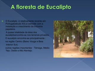 A floresta de EucaliptoO Eucalipto  é relativamente recente em Portugal(século XX) e coincide com a instalação e crescimento da indústria papeleira.       A quase totalidade da área dos eucaliptoencontra-se nos terrenos privados.      O eucalipto encontra-se principalmente :      na região Centro (Baixo Vouga e Beia       Interior Sul).      outras regiões importantes : Tâmega, Médio Tejo, Oeste e Alto Alentejo.