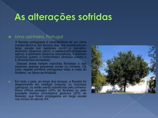 As alterações sofridasUma azinheira, PortugalA floresta portuguesa é característica de um clima mediterrânico e, em tempos idos, era constituída em larga escala por espécies como o carvalho-alvarinho (Quercus robur), o castanheiro (Castanea sativa), a azinheira (Quercus rotundifolia), o sobreiro (Quercus suber), o medronheiro (Arbutus unedo) e a oliveira(Olea europaea).          Dessas áreas restam manchas florestais e das espécies apenas pequenas zonas ou núcleos. Da zona vegetal primitiva portuguesa resta a mata do Solitário, na Serra da Arrábida.Em todo o país, ao longo dos tempos, a floresta foi degenerando em matagal (maquis) ou charneca (garrigue), ou então sendo substituída pelo pinheiro-bravo (Pinus pinaster) (30% da floresta) ou pelo eucalipto branco (Eucalyptus globulus (20% da floresta), que foram propagados em larga escala nos inícios do século XX.