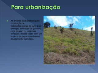 Para urbanizaçãoAs árvores  são abatidas para construção de habitações, zonas de lazer (por exemplo, estâncias de golfe ou caça grossa) ou estâncias turísticas, muitas vezes sem um projecto de impacte ambiental devidamente formulado.