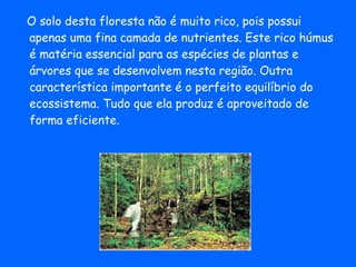 O solo desta floresta não é muito rico, pois possui apenas uma fina camada de nutrientes. Este rico húmus é matéria essencial para as espécies de plantas e árvores que se desenvolvem nesta região. Outra característica importante é o perfeito equilíbrio do ecossistema. Tudo que ela produz é aproveitado de forma eficiente.  