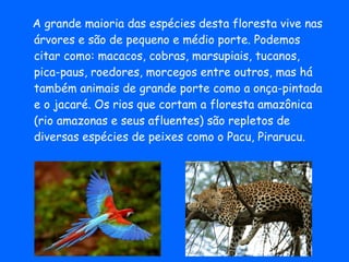 A grande maioria das espécies desta floresta vive nas árvores e são de pequeno e médio porte. Podemos citar como: macacos, cobras, marsupiais, tucanos, pica-paus, roedores, morcegos entre outros, mas há também animais de grande porte como a onça-pintada e o jacaré. Os rios que cortam a floresta amazônica (rio amazonas e seus afluentes) são repletos de diversas espécies de peixes como o Pacu, Pirarucu.  