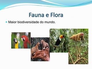 Fauna e FloraMaior biodiversidade do mundo.