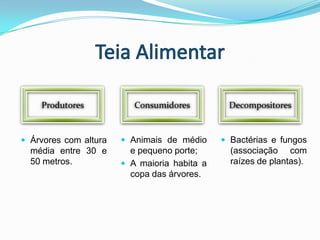 Teia AlimentarProdutoresConsumidoresDecompositoresAnimais de médio e pequeno porte;