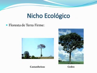 Bactérias e fungos (associação com raízes de plantas).Árvores com altura média entre 30 e 50 metros.