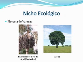 Nicho EcológicoTipos de vegetação associadas a sistemas ecológicos distintos:Floresta de Terra Firme;Florestas de Várzea;Florestas de Igapó;Florestas de Igarapé;Cerrados.