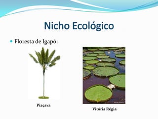 Nicho EcológicoFloresta de Terra Firme:CastanheirasCedro