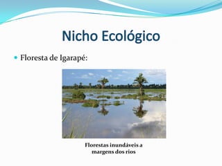 Nicho EcológicoFloresta de Várzea:Palmeiras como a do Açaí [Açaízeiro]Jatobá