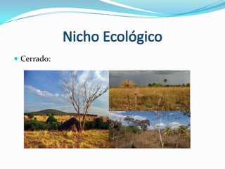 Nicho EcológicoFloresta de Igapó:PiaçavaVitória Régia