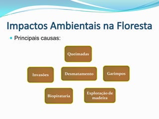 Nicho EcológicoFloresta de Igarapé:Florestas inundáveis a margens dos rios