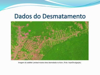 Dados do DesmatamentoMercado doméstico64%6,2 milhões de árvoresMadeira AmazônicaMercado externo36%Dados de 2004
