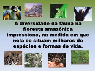 A diversidade da fauna na
      floresta amazônica
impressiona, na medida em que
  nela se situam milhares de
  espécies e formas de vida.
 
