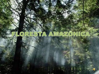 FLORESTA AMAZÔNICA 