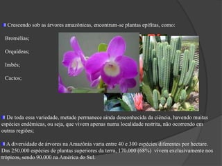 Vegetação Por ser uma formação vegetal típica de áreas de clima equatorial apresenta as seguintes características:      * Latifoliada (folhas largas);      * Heterogênea (variedade de espécies );      * Higrófila (ambiente úmido);      * Perene (sempre verde);      * Densa (fechada, com muitas árvores por unidade de área) .