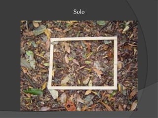  Crescendo sob as árvores amazônicas, encontram-se plantas epífitas, como:  Bromélias;  Orquídeas;Imbés;  Cactos; De toda essa variedade, metade permanece ainda desconhecida da ciência, havendo muitas espécies endêmicas, ou seja, que vivem apenas numa localidade restrita, não ocorrendo em outras regiões; A diversidade de árvores na Amazônia varia entre 40 e 300 espécies diferentes por hectare. Das 250.000 espécies de plantas superiores da terra, 170.000 (68%)  vivem exclusivamente nos trópicos, sendo 90.000 na América do Sul.