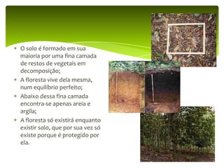 O solo é formado em sua
maioria por uma fina camada
de restos de vegetais em
decomposição;
A floresta vive dela mesma,
num equilíbrio perfeito;
Abaixo dessa fina camada
encontra-se apenas areia e
argila;
A floresta só existirá enquanto
existir solo, que por sua vez só
existe porque é protegido por
ela.

 