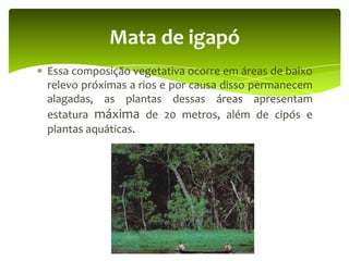 Mata de igapó
Essa composição vegetativa ocorre em áreas de baixo
relevo próximas a rios e por causa disso permanecem
alagadas, as plantas dessas áreas apresentam
estatura máxima de 20 metros, além de cipós e
plantas aquáticas.

 