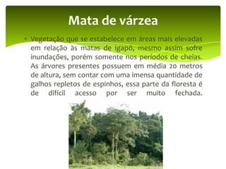 Mata de várzea
Vegetação que se estabelece em áreas mais elevadas
em relação às matas de igapó, mesmo assim sofre
inundações, porém somente nos períodos de cheias.
As árvores presentes possuem em média 20 metros
de altura, sem contar com uma imensa quantidade de
galhos repletos de espinhos, essa parte da floresta é
de difícil acesso por ser muito fechada.

 