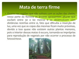 Mata de terra firme
Ocorre nas regiões que não sofrem com as ações das cheias,
nessa parte da floresta as árvores apresentam alturas que
oscilam entre 30 e 60 metros e se desenvolvem com
distâncias restritas entre si, fato que dificulta a inserção de
luz, uma vez que as copas das mesmas ficam muito próximas,
devido a isso quase não existem outras plantas menores,
pois o interior dessas matas é escuro, tornando-se impróprias
para reprodução de vegetais por não ocorrer o processo de
fotossíntese.

 