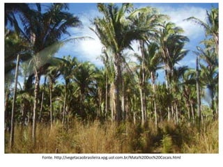 Fonte. http://vegetacaobrasileira.xpg.uol.com.br/Mata%20Dos%20Cocais.html
 