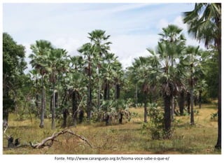 Fonte. http://www.caranguejo.org.br/bioma-voce-sabe-o-que-e/
 