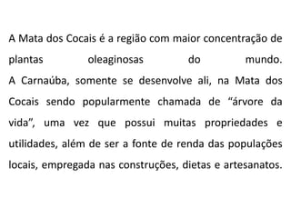 A Mata dos Cocais é a região com maior concentração de
plantas oleaginosas do mundo.
A Carnaúba, somente se desenvolve ali, na Mata dos
Cocais sendo popularmente chamada de “árvore da
vida”, uma vez que possui muitas propriedades e
utilidades, além de ser a fonte de renda das populações
locais, empregada nas construções, dietas e artesanatos.
 