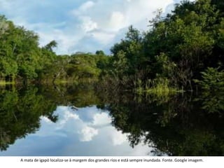 A mata de igapó localiza-se à margem dos grandes rios e está sempre inundada. Fonte. Google imagem.
 