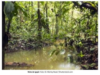 Mata de igapó: Foto: Dr. Morley Read / Shutterstock.com
 