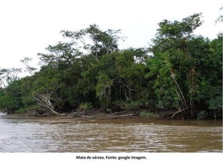 Mata de várzea. Fonte: google imagem.
 
