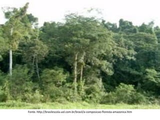 Fonte. http://brasilescola.uol.com.br/brasil/a-composicao-floresta-amazonica.htm
 