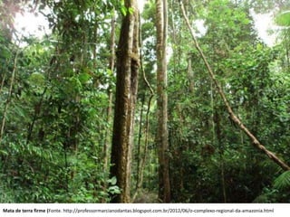 Mata de terra firme (Fonte. http://professormarcianodantas.blogspot.com.br/2012/06/o-complexo-regional-da-amazonia.html
 