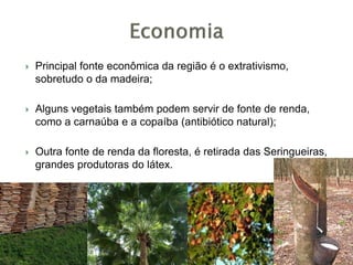  Principal fonte econômica da região é o extrativismo,
sobretudo o da madeira;
 Alguns vegetais também podem servir de fonte de renda,
como a carnaúba e a copaíba (antibiótico natural);
 Outra fonte de renda da floresta, é retirada das Seringueiras,
grandes produtoras do látex.
 