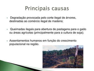  Degradação provocada pelo corte ilegal de árvores,
destinadas ao comércio ilegal de madeira;
 Queimadas ilegais para abertura de pastagens para o gado
ou áreas agrícolas (principalmente para a cultura de soja);
 Assentamentos humanos em função do crescimento
populacional na região.
 