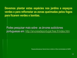 Podes pesquisar mais sobre  as árvores autóctones portuguesas em: http://arvoresdeportugal.free.fr/index.htm12Devemos plantar estas espécies nos jardins e espaços verdes e para reflorestar as zonas queimadas pelos fogos para ficarem verdes e bonitas. Pesquisa efectuada por Sandra Alves no âmbito no Plano de Actividades do CNAPA