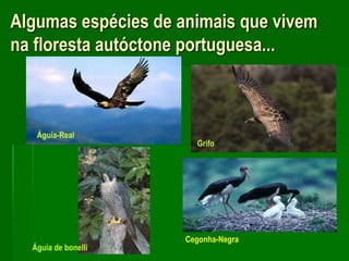 Algumas espécies de animais que vivem na floresta autóctone portuguesa... Águia-RealGrifoCegonha-NegraÁguia de bonelli