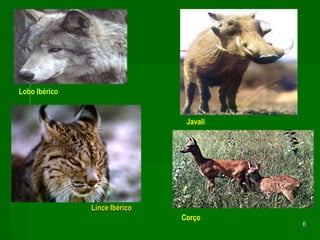 6Lobo IbéricoJavaliLince IbéricoCorço