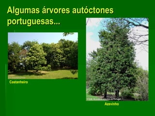 Algumas árvores autóctones portuguesas...CastanheiroAzevinho
