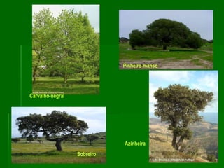 8Pinheiro-mansoCarvalho-negralAzinheiraSobreiro