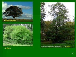 9Pinheiro-mansoAmieiroAveleira