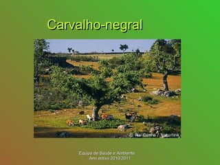 Carvalho-negralCarvalho-negral
Equipa de Saúde e AmbienteEquipa de Saúde e Ambiente
Ano ectivo 2010/2011Ano ectivo 2010/2011
 