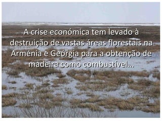 A crise económica tem levado à
destruição de vastas áreas florestais na
Arménia e Geórgia para a obtenção de
     madeira como combustível...
 