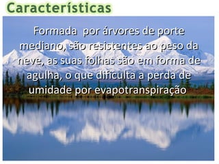 Formada por árvores de porte
mediano, são resistentes ao peso da
neve, as suas folhas são em forma de
 agulha, o que dificulta a perda de
  umidade por evapotranspiração
 