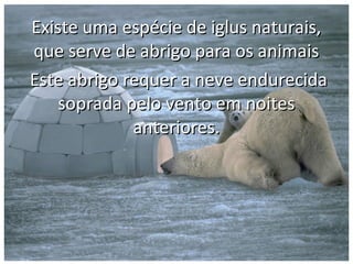 Existe uma espécie de iglus naturais,
que serve de abrigo para os animais
Este abrigo requer a neve endurecida
    soprada pelo vento em noites
             anteriores.
 