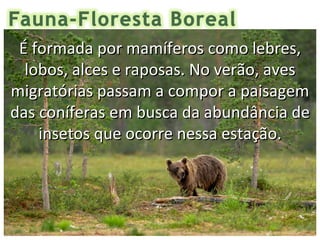 É formada por mamíferos como lebres,
  lobos, alces e raposas. No verão, aves
migratórias passam a compor a paisagem
das coníferas em busca da abundância de
    insetos que ocorre nessa estação.
 