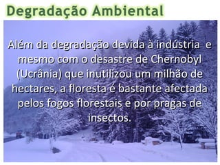 Além da degradação devida à indústria e
  mesmo com o desastre de Chernobyl
  (Ucrânia) que inutilizou um milhão de
 hectares, a floresta é bastante afectada
  pelos fogos florestais e por pragas de
                 insectos.
 