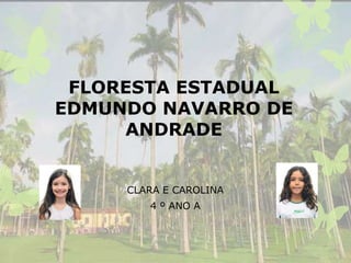 FLORESTA ESTADUAL
EDMUNDO NAVARRO DE
ANDRADE
CLARA E CAROLINA
4 º ANO A
 